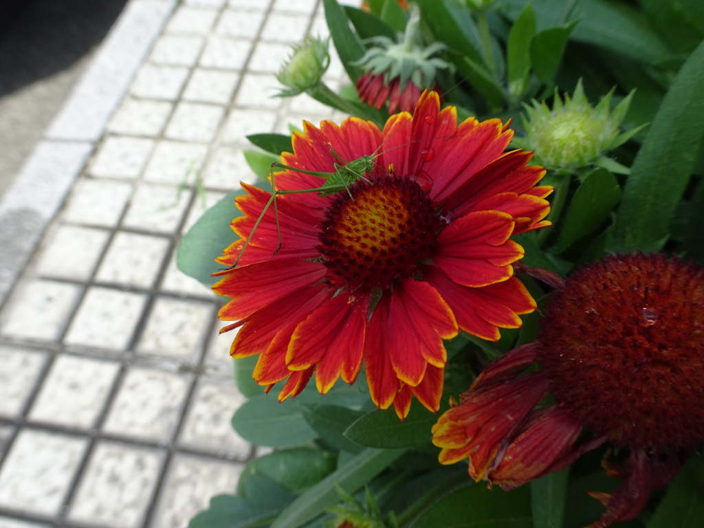 梅雨虫君のお宿