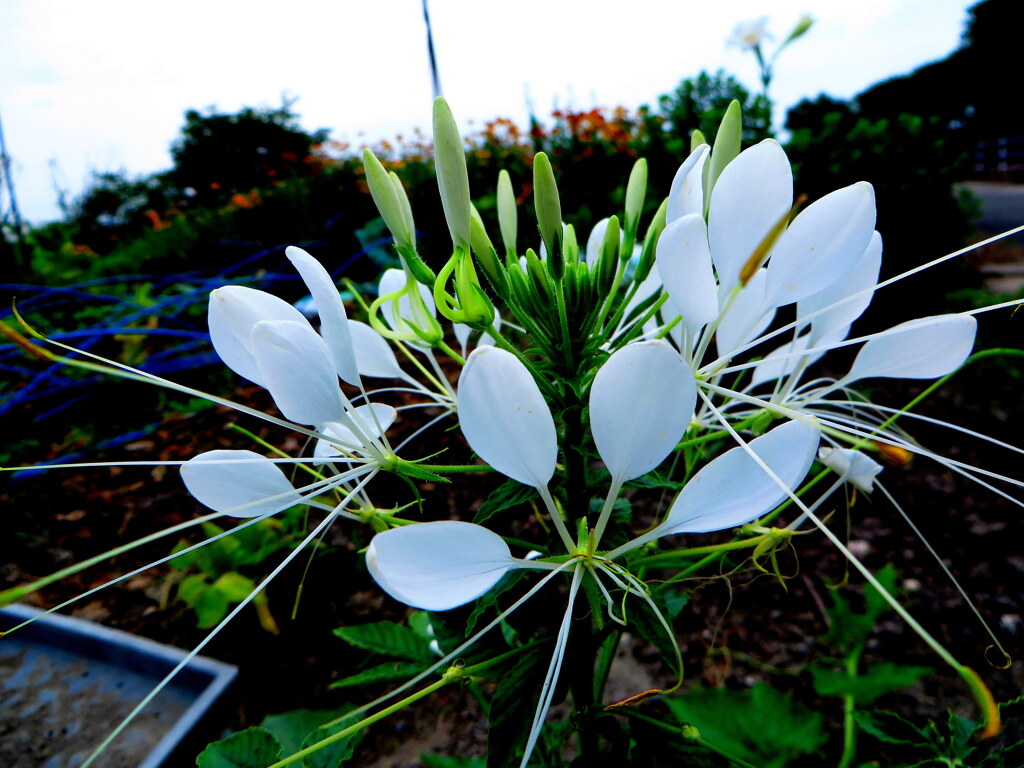 蝶が飛ぶようなお花