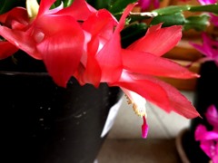 シャコバサボテン1