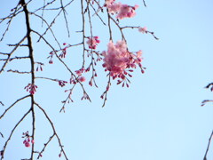 枝垂れて