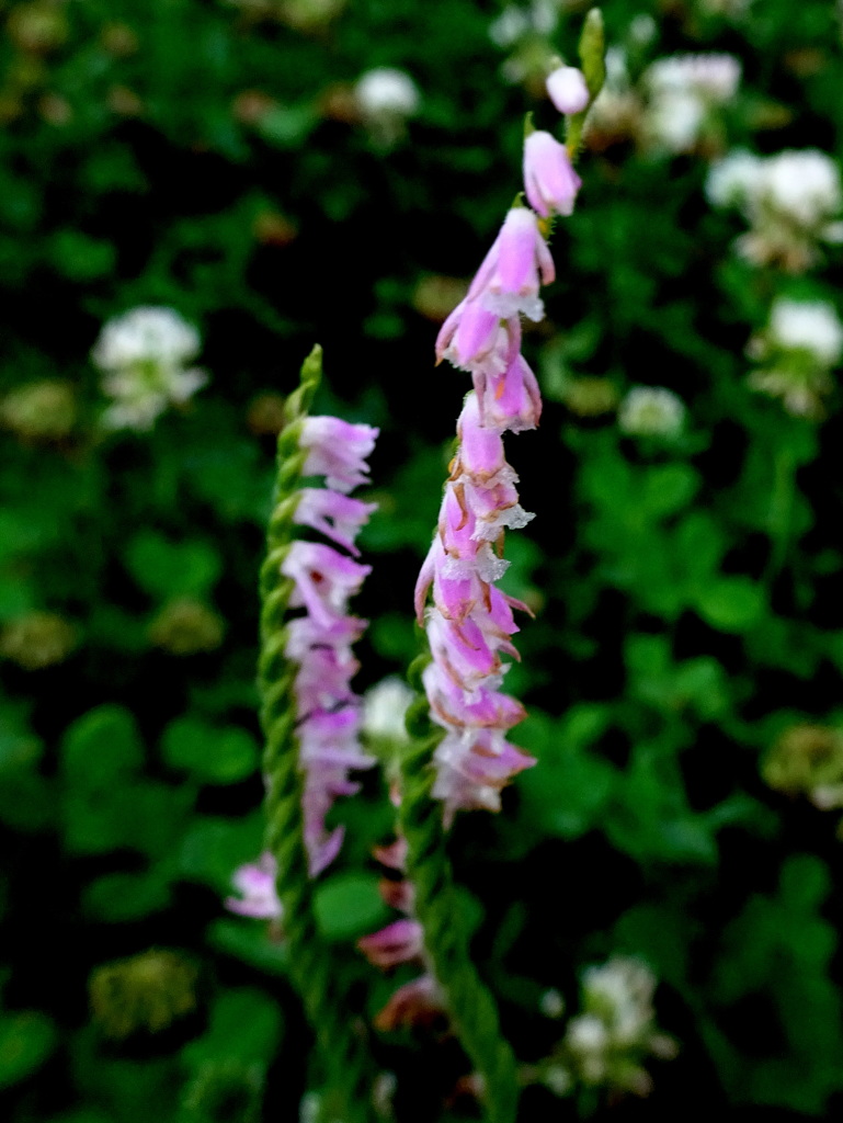 ネジバナ 　ストレート型