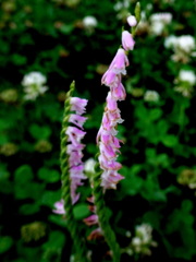 ネジバナ 　ストレート型