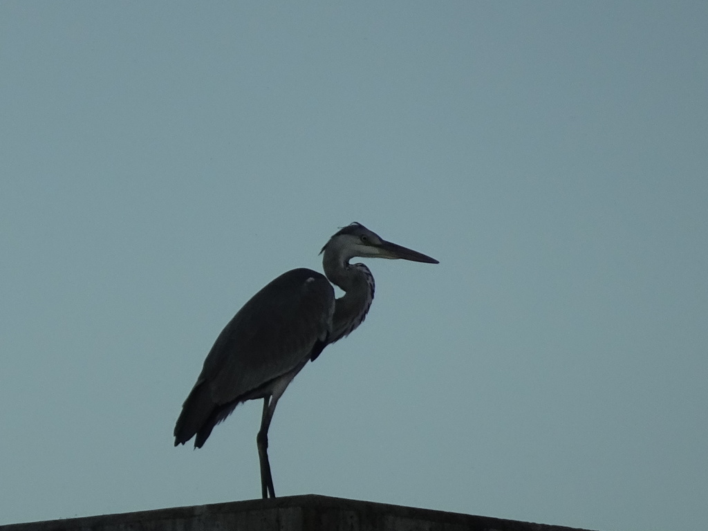 夕暮れの橋脚に佇むアオサギ