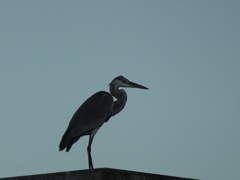 夕暮れの橋脚に佇むアオサギ