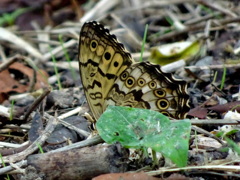 サトキマダラヒカゲ