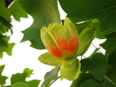 ユリノキ(百合の樹)