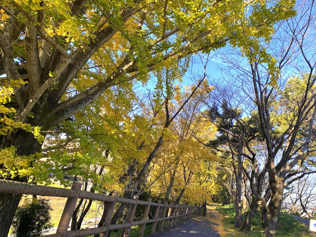 イチョウ並木