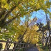 イチョウ並木