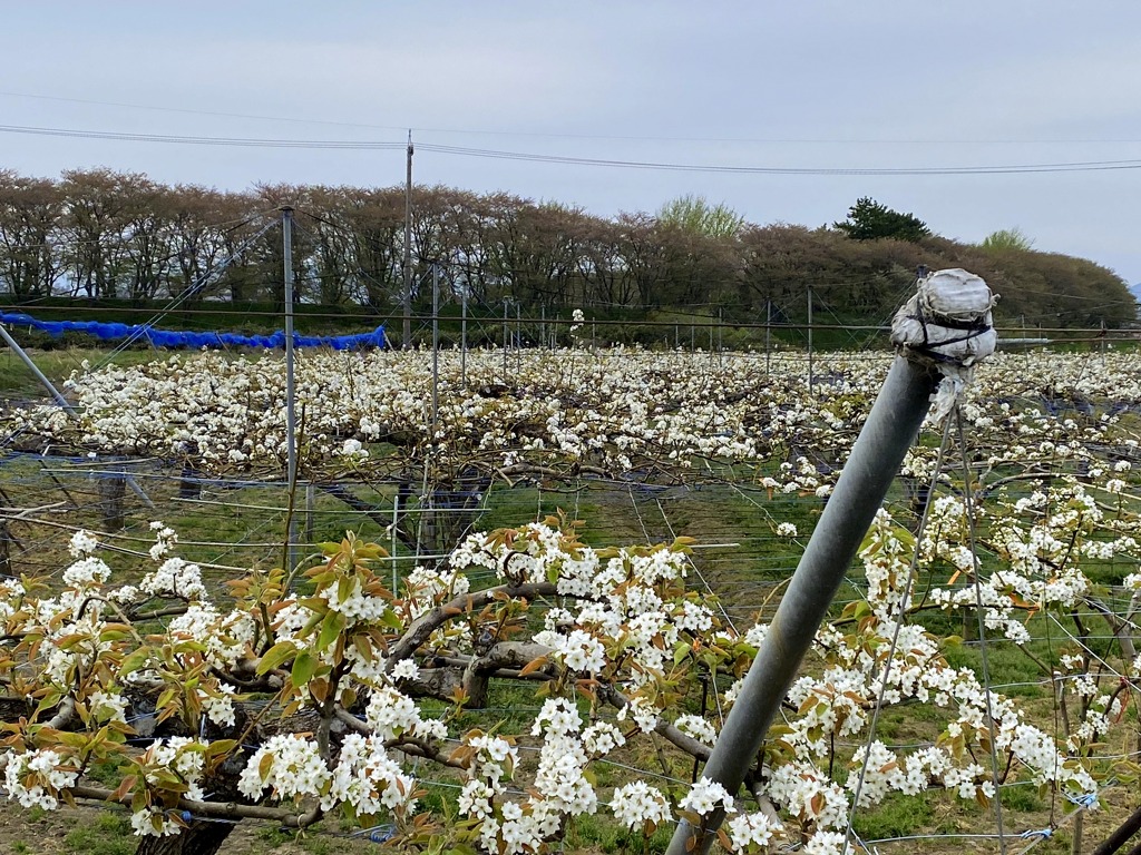 桜並木を背に梨畑