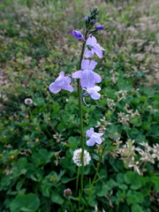 マツバウンラン