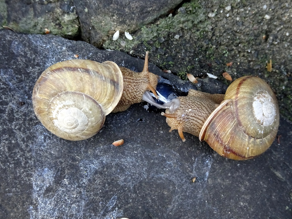 タツムリ交尾(1)