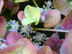 ハイドランジア