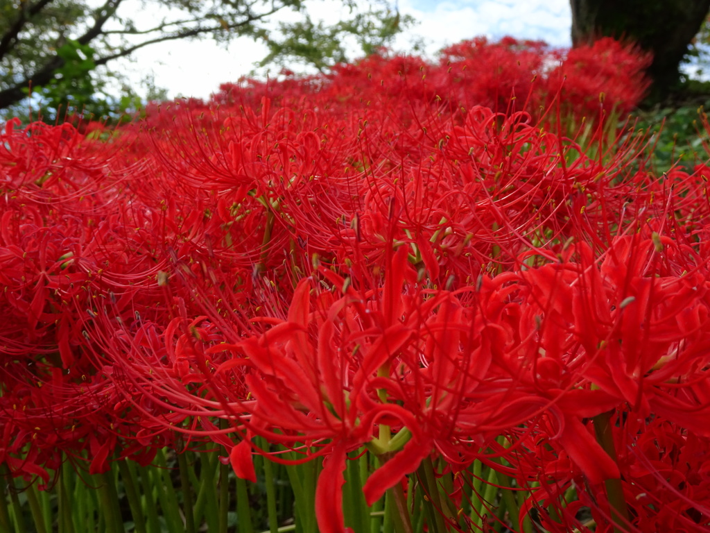 散歩道の彼岸花1