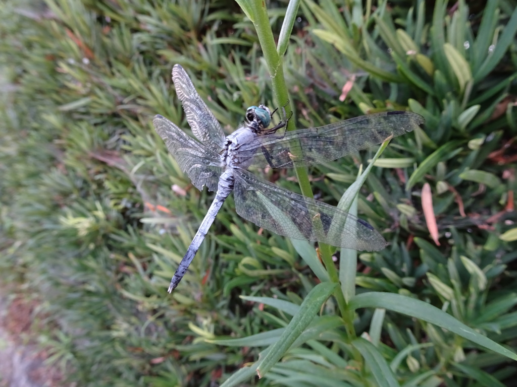 シオカラトンボ♂