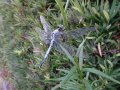 シオカラトンボ♂