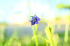 この花に魅せられて