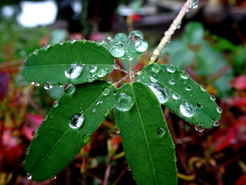 雨の贈り物