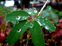 雨の贈り物