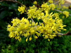 満開になりました