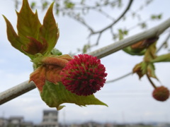 プラタナスの花？