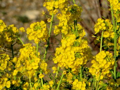 春~~~菜の花