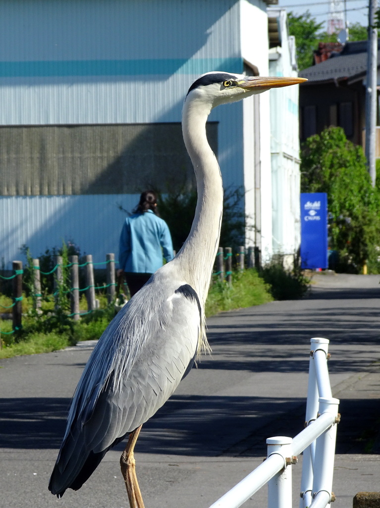 誰か釣ってくれないかなぁ
