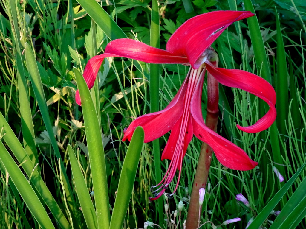 燕水仙 ブレケリア・フォルモシッシマ