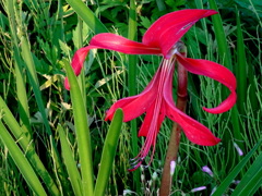 燕水仙 ブレケリア・フォルモシッシマ