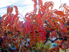 柿紅葉