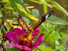 ツマグロヒョウモン♀