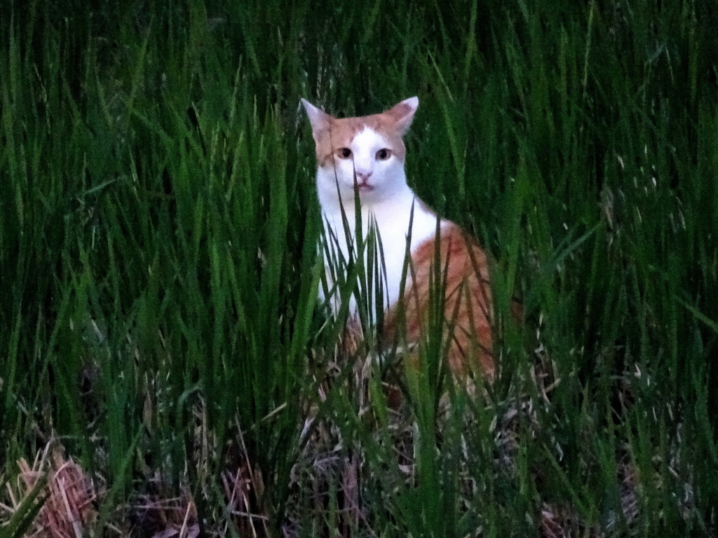 ひこばえの中にたたずむ