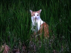 ひこばえの中にたたずむ