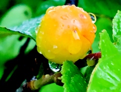 黄色いサクランボ～～～♪