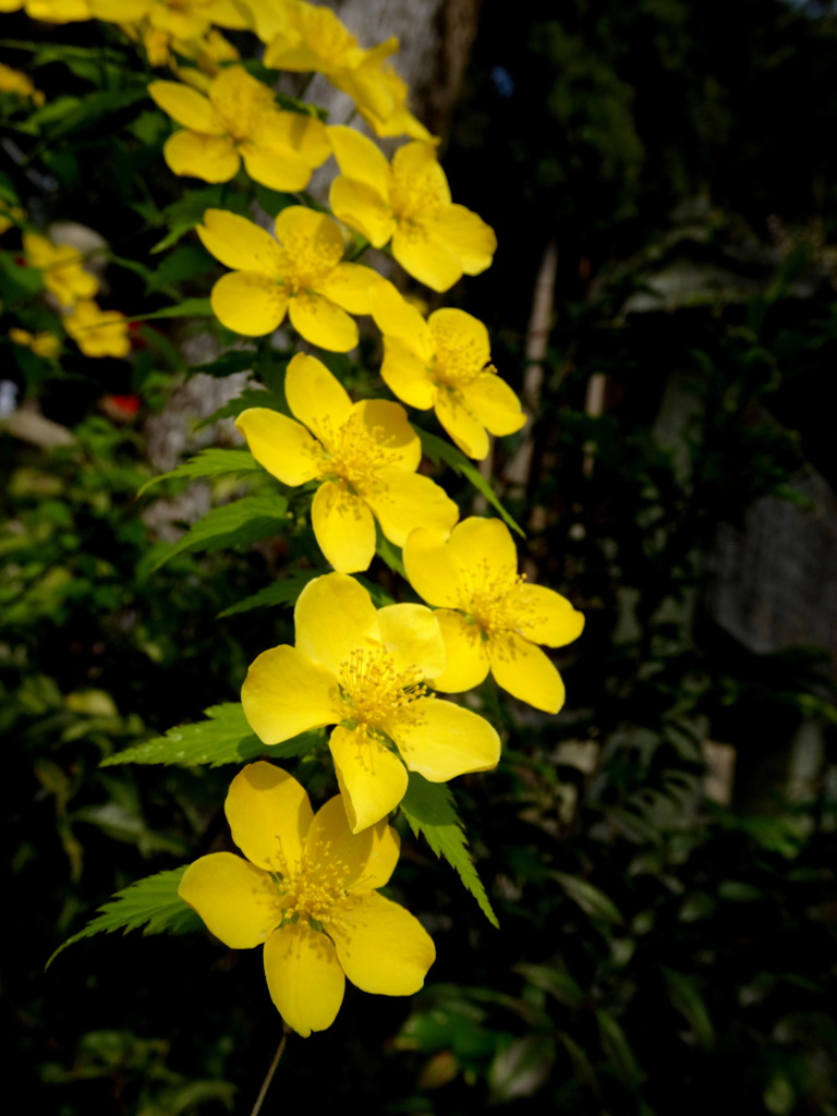 井手の玉川のヤマブキ