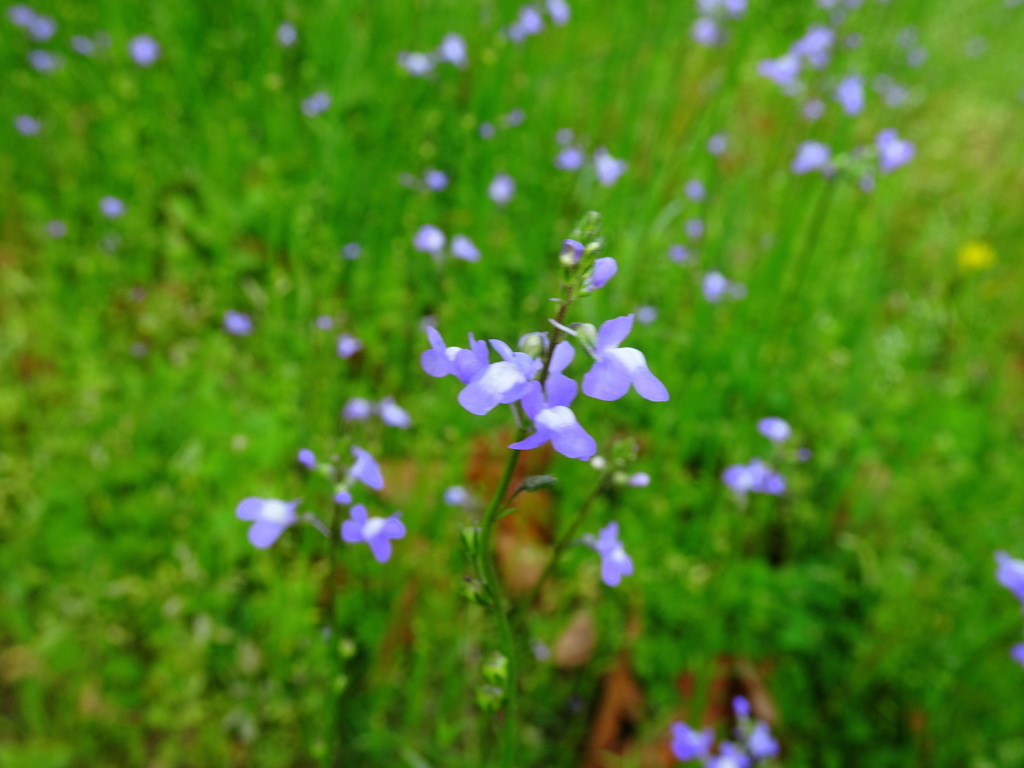 マツバウンラン