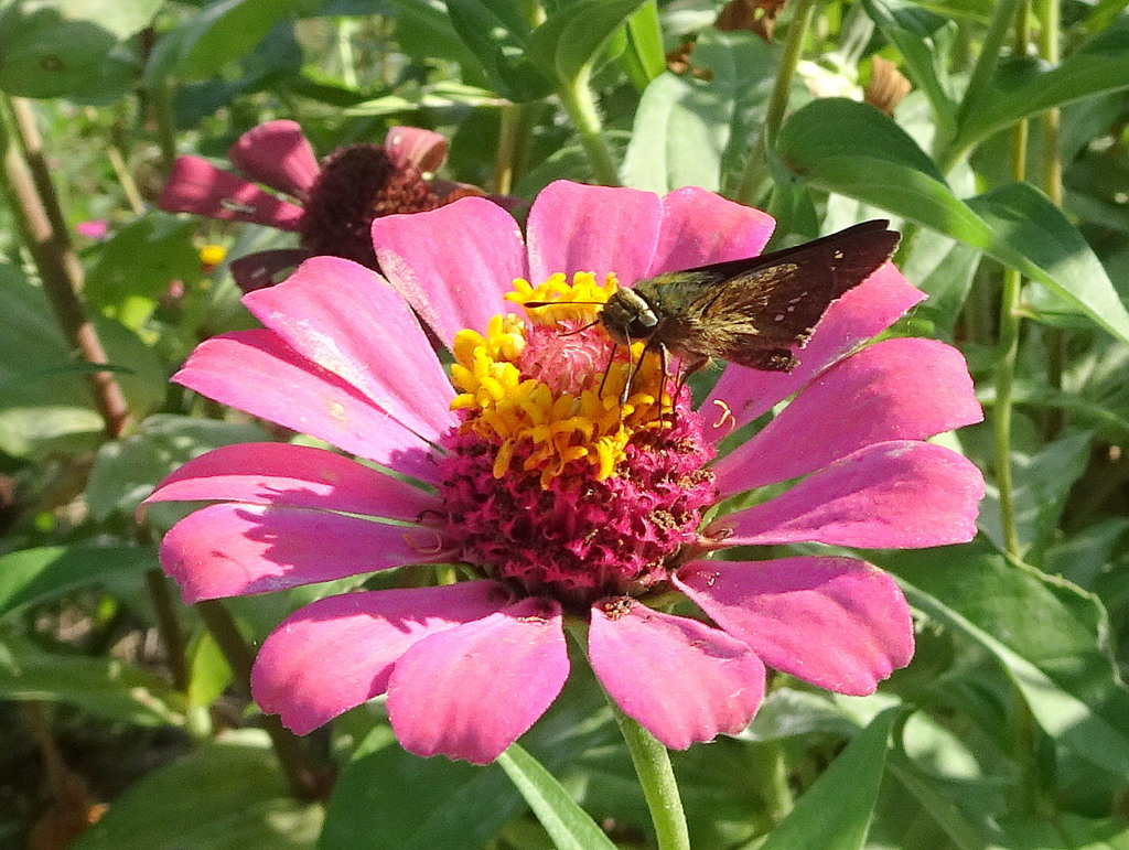 百日咲いてくれるおかげ