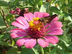 百日咲いてくれるおかげ