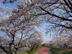 桜のトンネル２