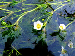 水上に咲く花