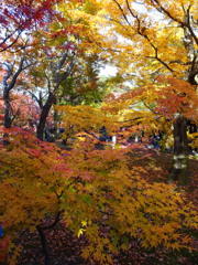 京都　東福寺の紅葉2