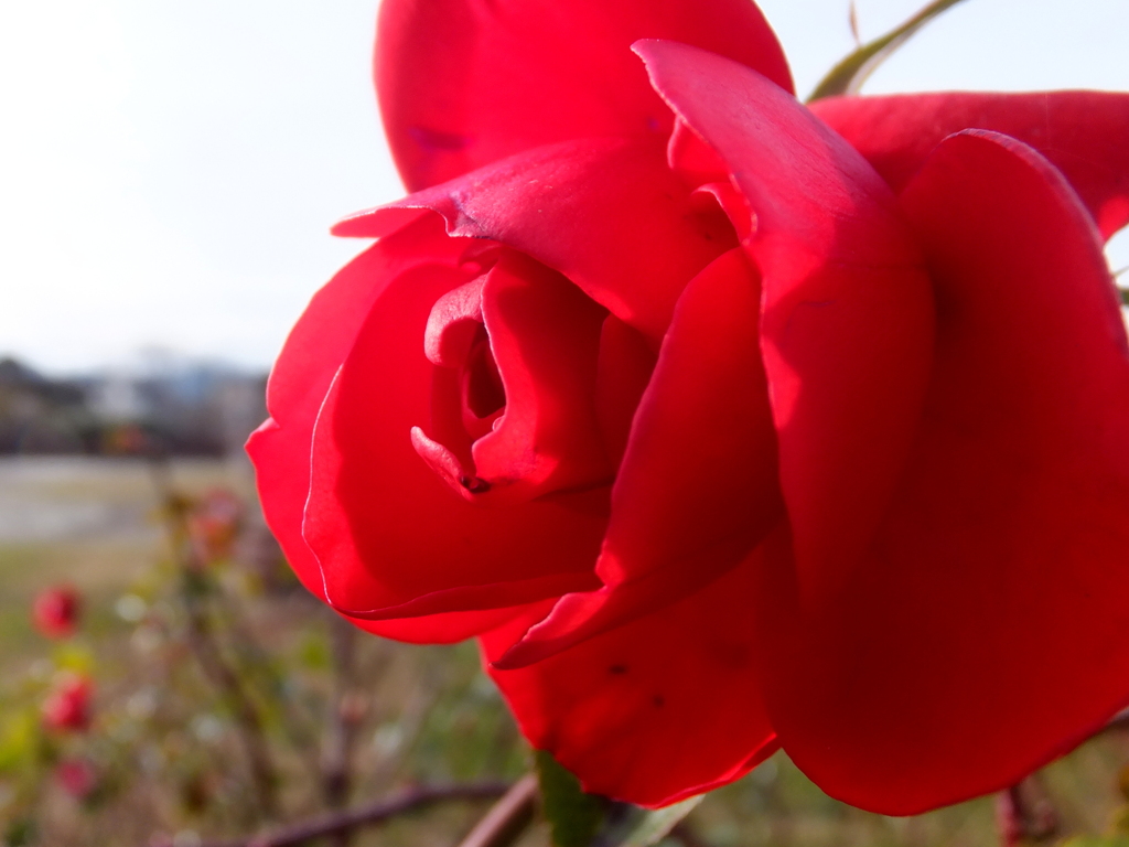 冬薔薇