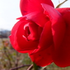 冬薔薇