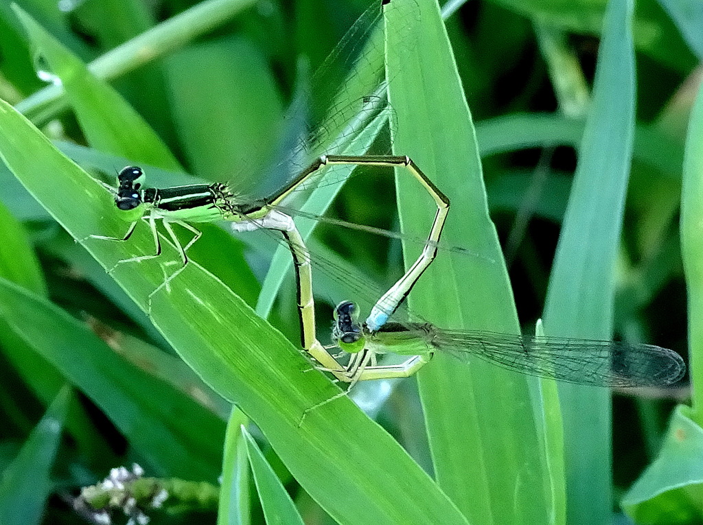 ただいま交際中