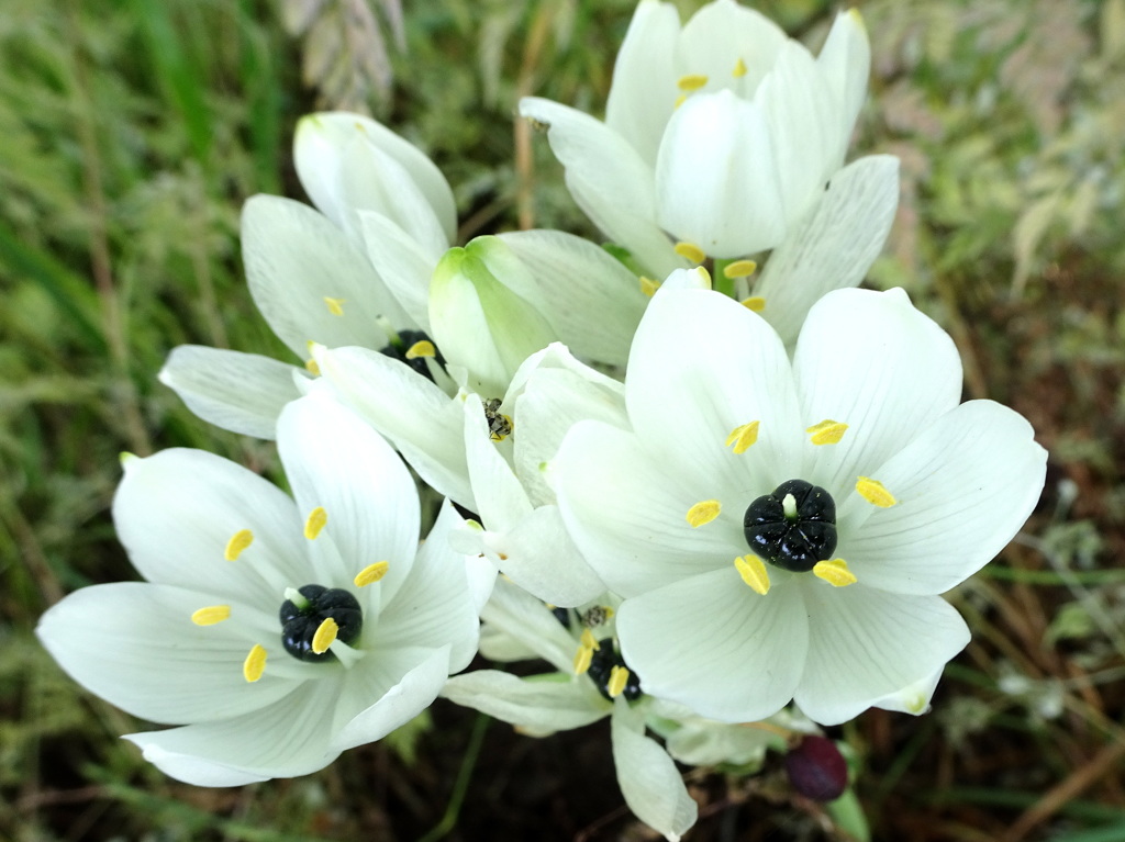 クロボシオオアマナ