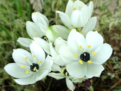 クロボシオオアマナ