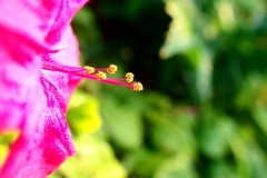 まだまだ頑張る花