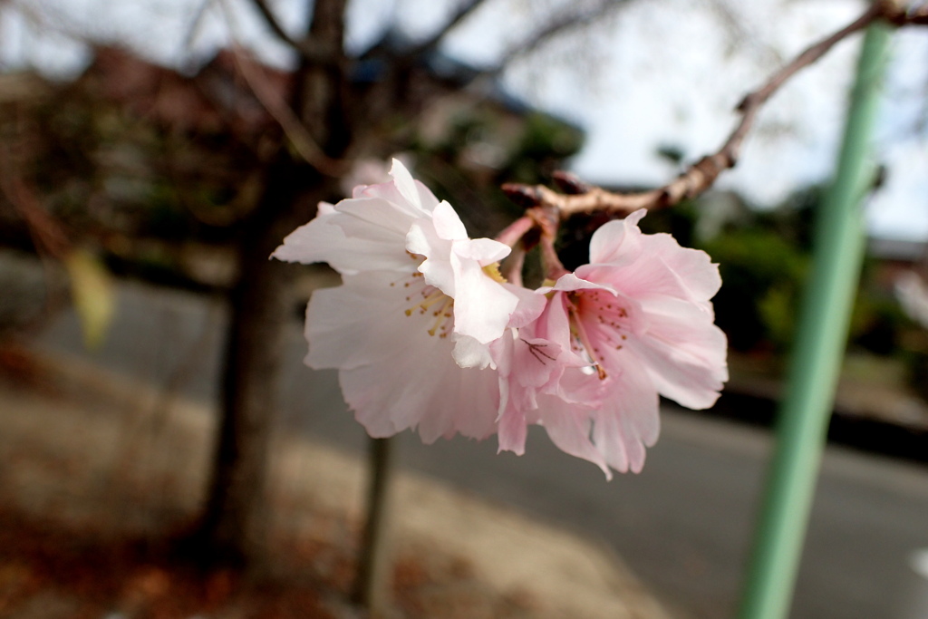 十月桜