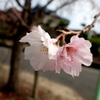 十月桜