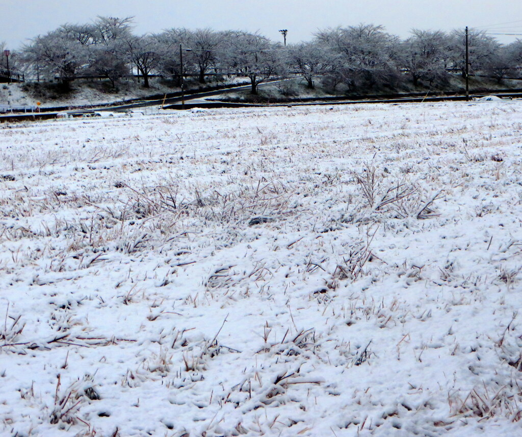 桜並木の雪化粧