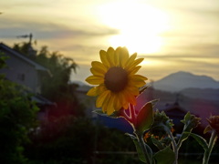 夕日を背に　シロタエヒマワリ